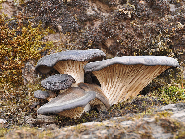 Pleurotus ostreatus