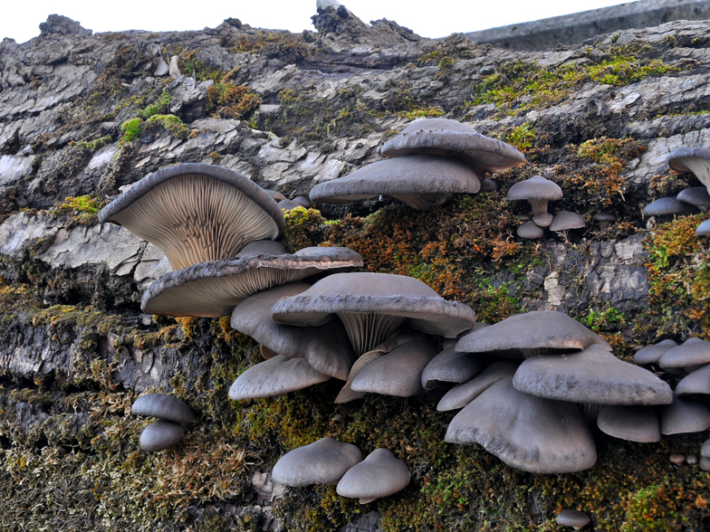 Pleurotus ostreatus