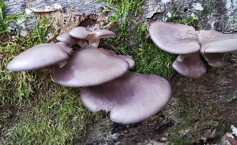 Pleurotus ostreatus