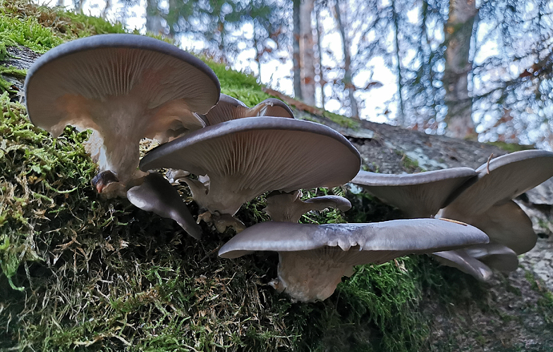 Pleurotus ostreatus