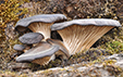 Pleurotus ostreatus