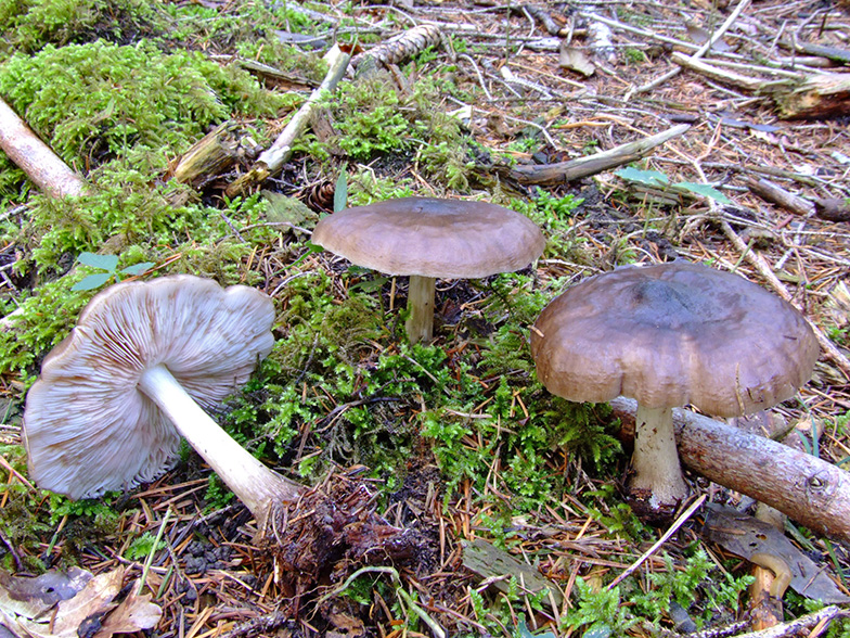 Pluteus cervinus