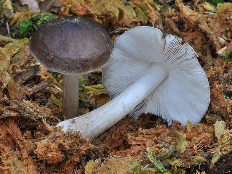 Pluteus cervinus