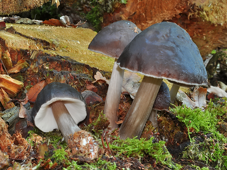 Pluteus cervinus