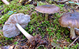 Pluteus cervinus