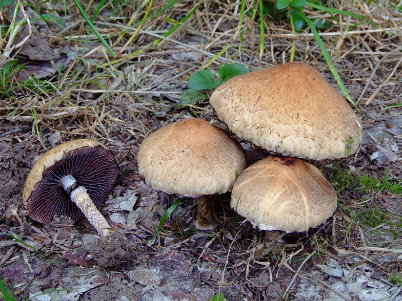 Psathyrella lacrymabunda