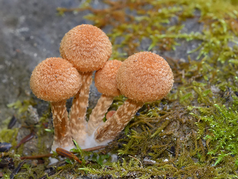 Psathyrella lacrymabunda