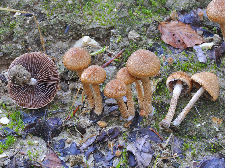 Psathyrella lacrymabunda