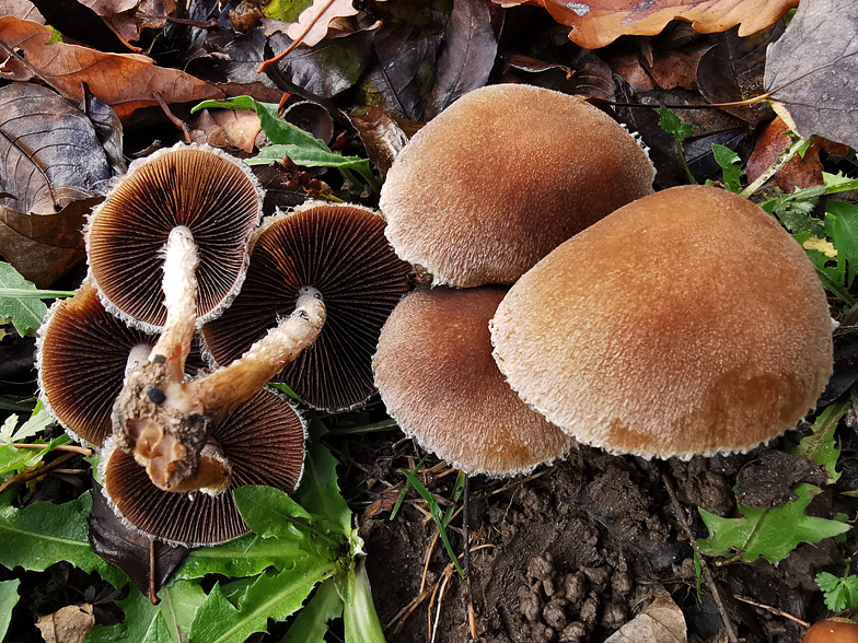 Psathyrella lacrymabunda