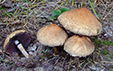 Psathyrella lacrymabunda