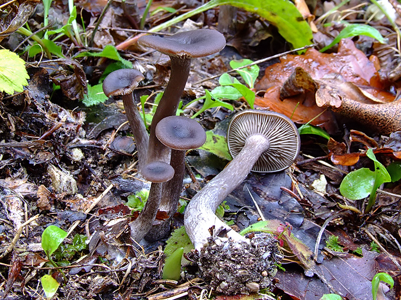 Pseudoclitocybe cyathiformis