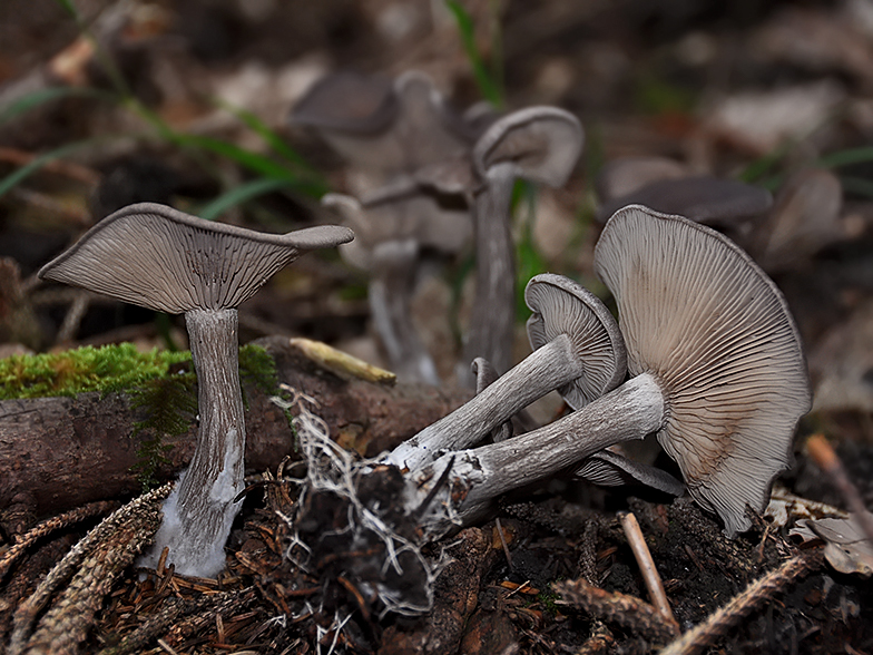 Pseudoclitocybe cyathiformis