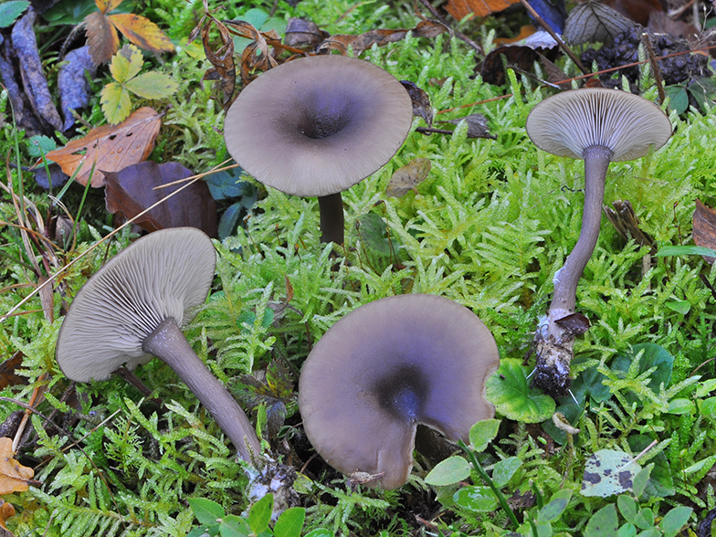 Pseudoclitocybe cyathiformis