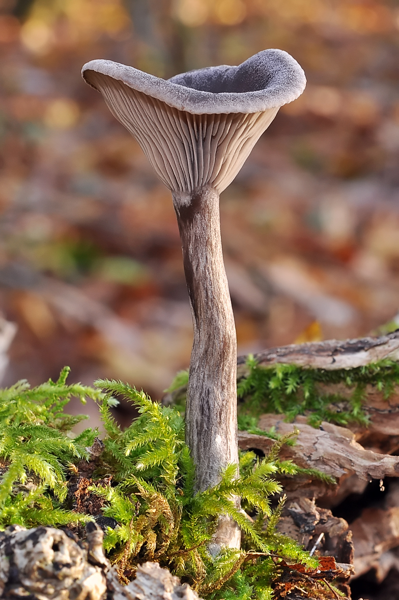 Pseudoclitocybe cyathiformis