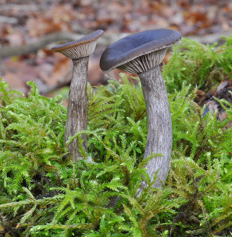 Pseudoclitocybe cyathiformis