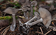 Pseudoclitocybe cyathiformis