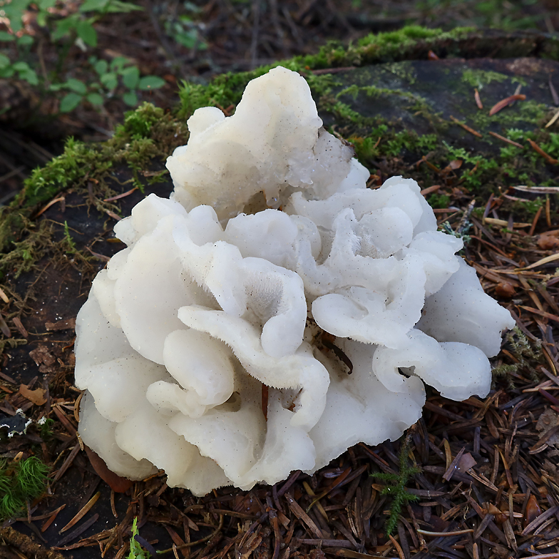 Pseudohydnum gelatinosum