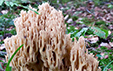 Ramaria pallida