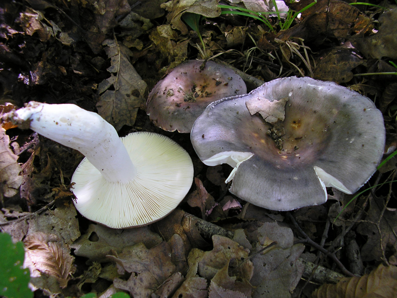 Russula cyanoxantha