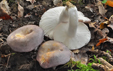 Russula cyanoxantha