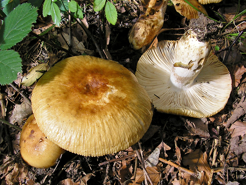 Russula foetens