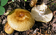 Russula foetens