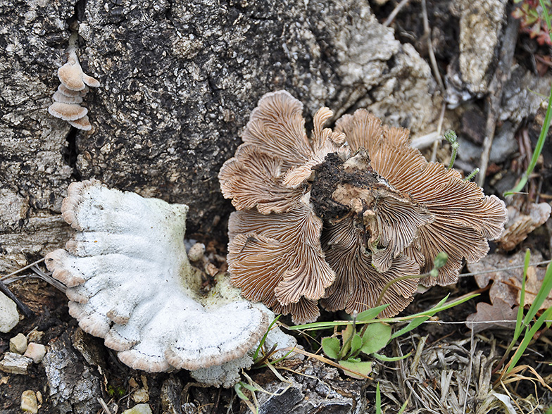 Schizophyllum commune