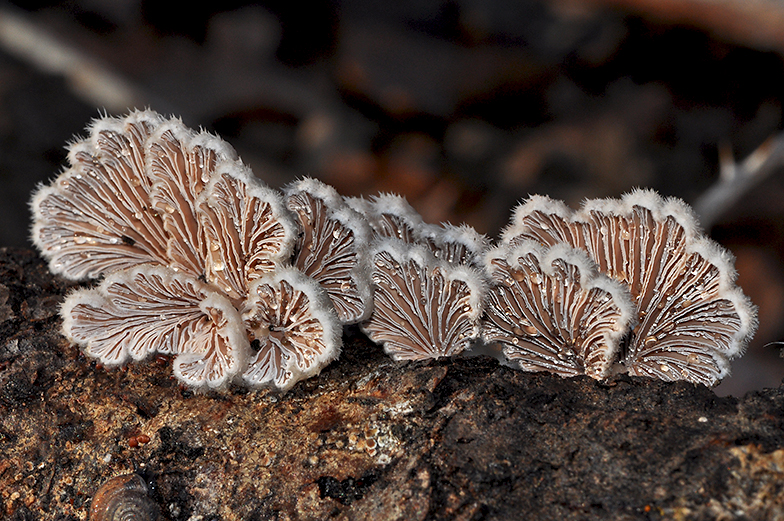 Schizophyllum commune