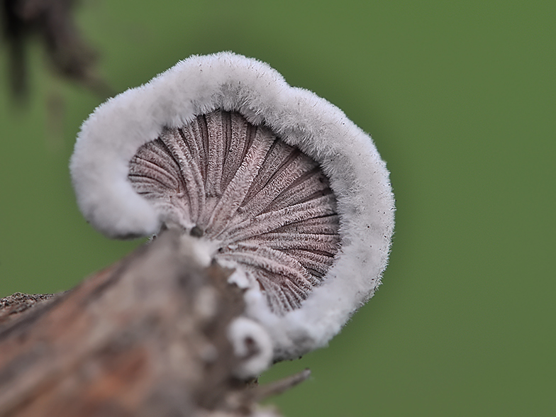 Schizophyllum commune