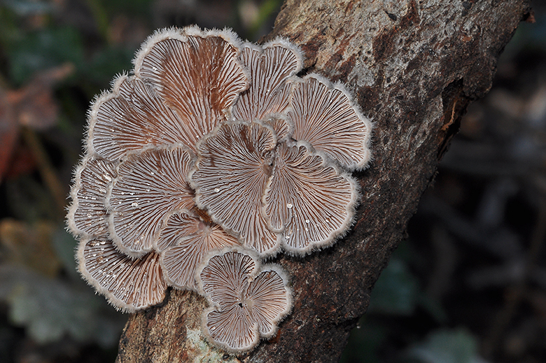 Schizophyllum commune