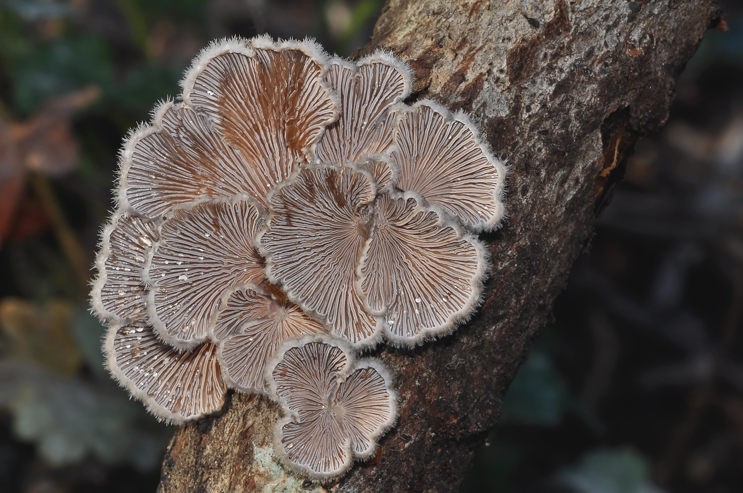 Schizophyllum commune