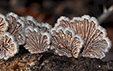 Schizophyllum commune