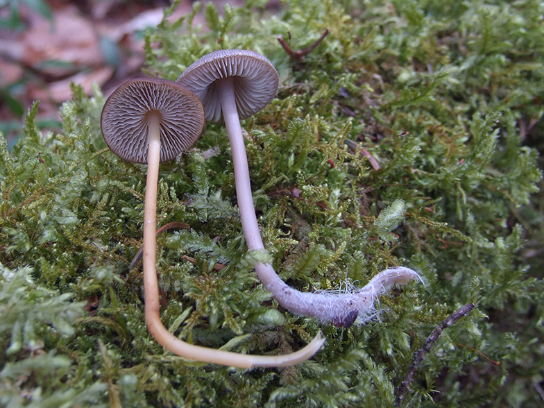 Strobilurs et Mycena