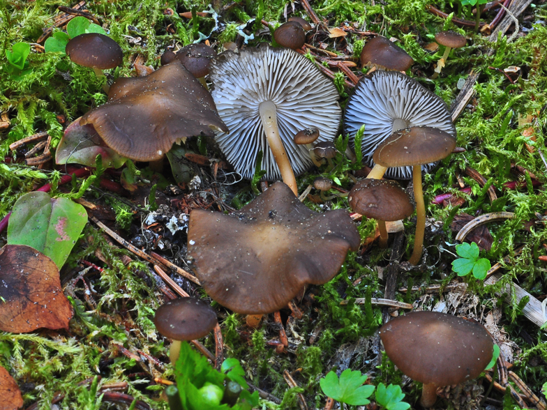 Strobilurus esculentus