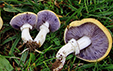 Stropharia coronilla