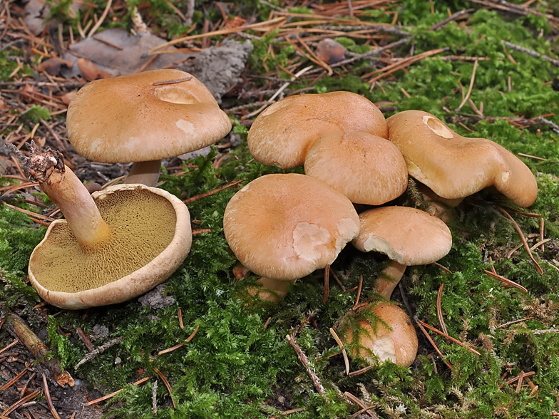 Suillus bovinus