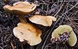 Suillus bovinus