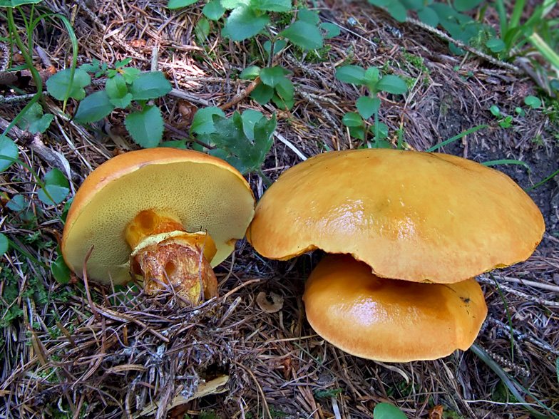 Suillus grevillei