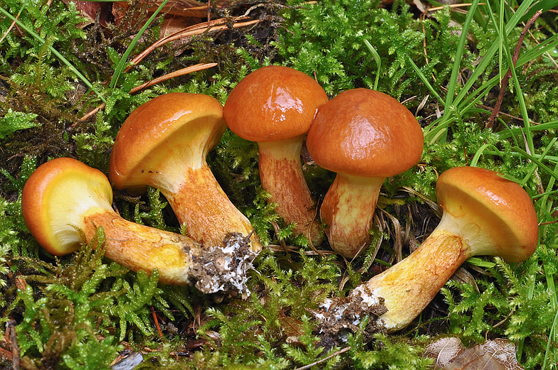 Suillus grevillei