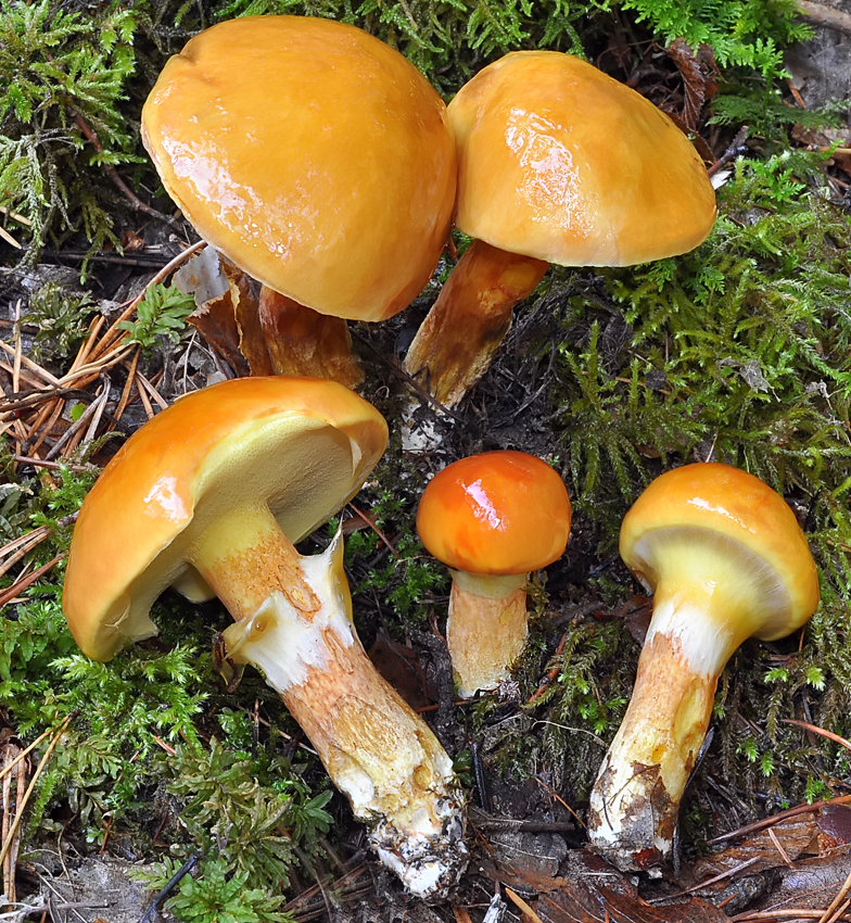 Suillus grevillei