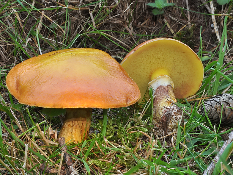 Suillus grevillei