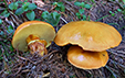 Suillus grevillei