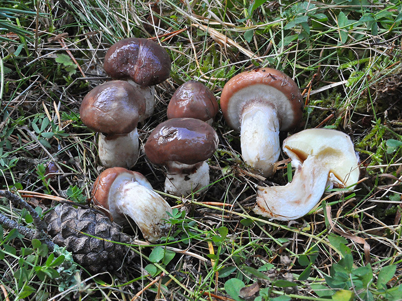 Suillus luteus