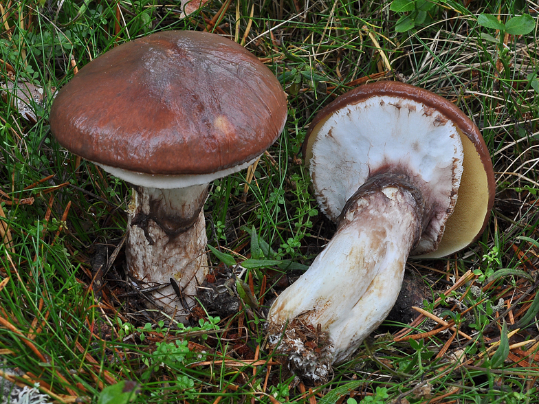 Suillus luteus