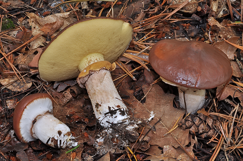 Suillus luteus