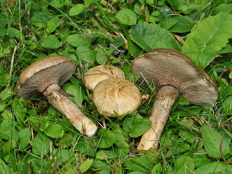 Suillus viscidus