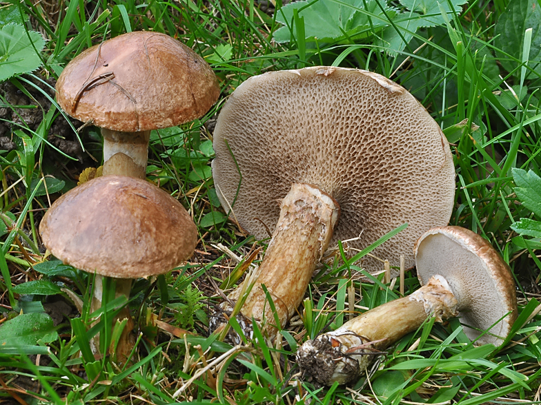 Suillus viscidus