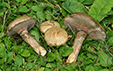 Suillus viscidus