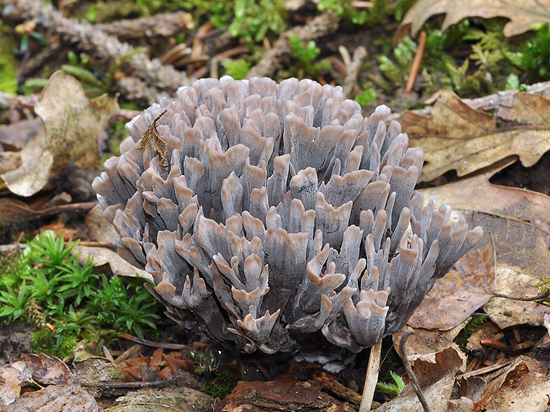 Thelephora palmata