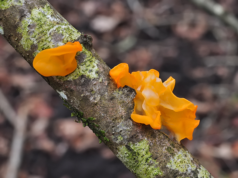 Tremella mesenterica